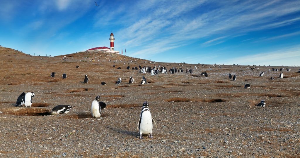 Colony,Of,Magellanic,Penguins,On,Magdalena,Island,,Strait,Of,Magellan,